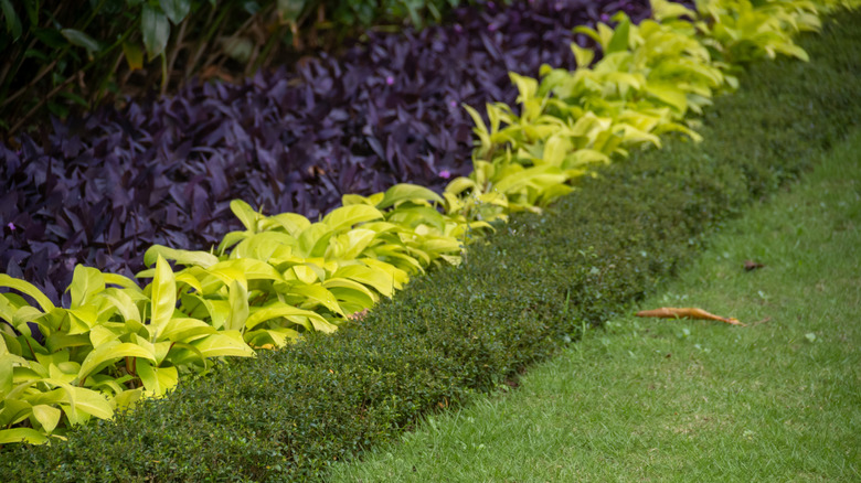 A garden bed is bordered by a low, evergreen hedge