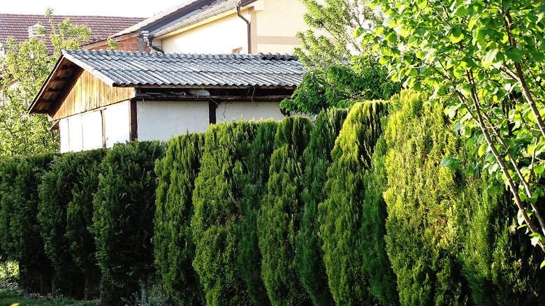 home with privacy hedge