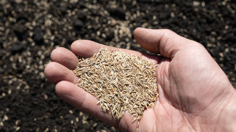 hand holding grass seed