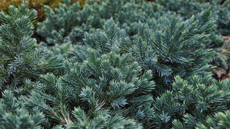 'Blue Star' juniper foliage seen up close.