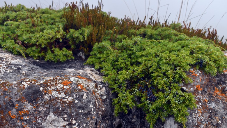 Common ground juniper growing on a rock