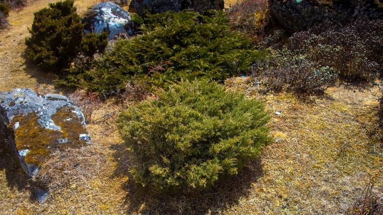 Various low-growing juniper species growing together.