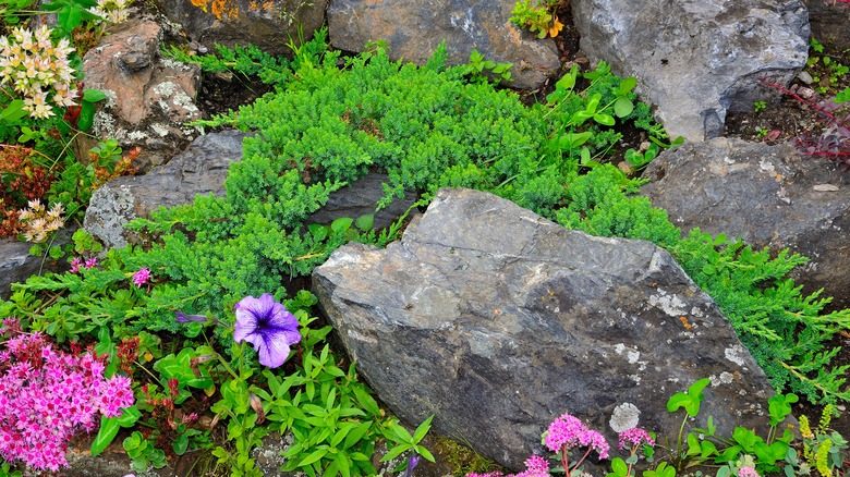 Dwarf Japanese garden juniper growing in rock garden.