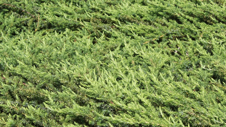 A bed of shore juniper seen up close.