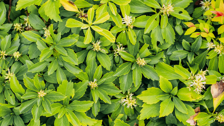 Green leaves of Japanese spurge