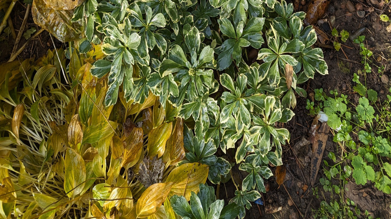 Japanese spurge 'Variegata' leaves in yard