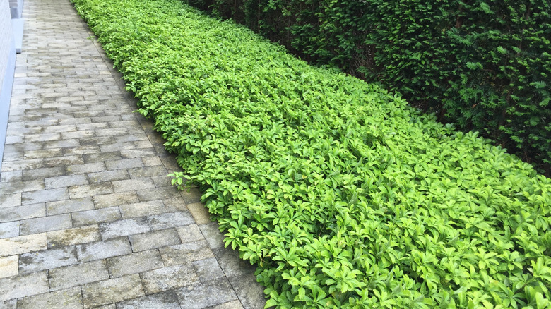 Pachysandra ground covers near border and path in garden