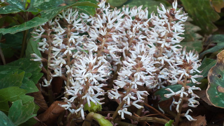 White flowers of Allegheny spurge in bloom