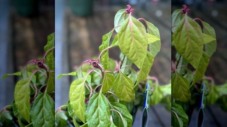 'Windcliff Fragrant' Pachysandra' green leaves