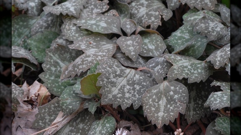 Leaves of 'Silver Streak' Allegheny Pachysandra