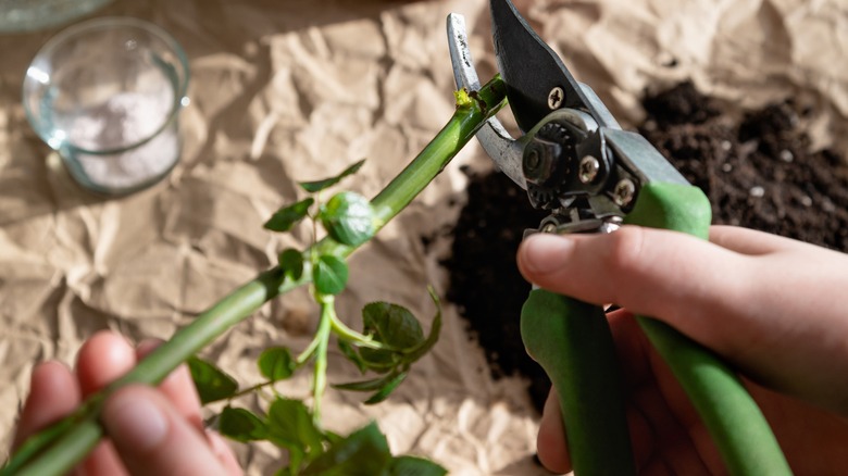 preparing rose stem for propagation