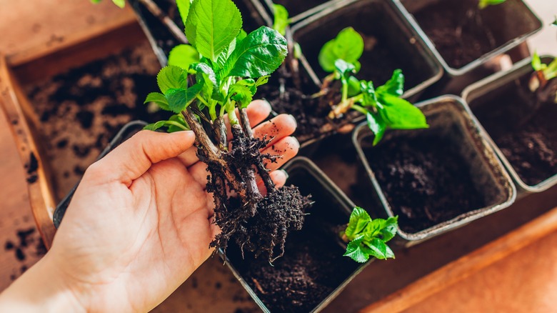 rooting hydrangea cuttings in soil