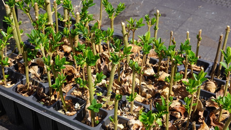 tray of plant cuttings