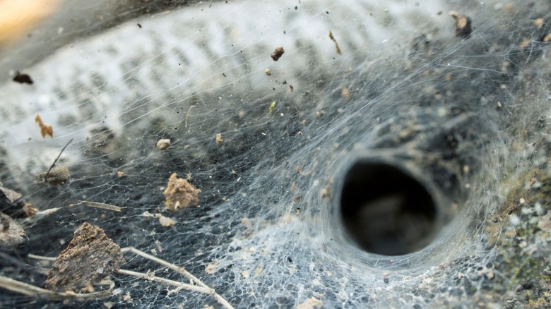 Funnel shaped spider web 