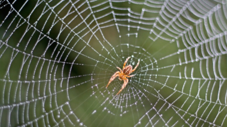 Types of Spider Webs 