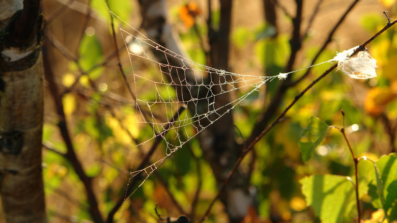 Triangular spider web