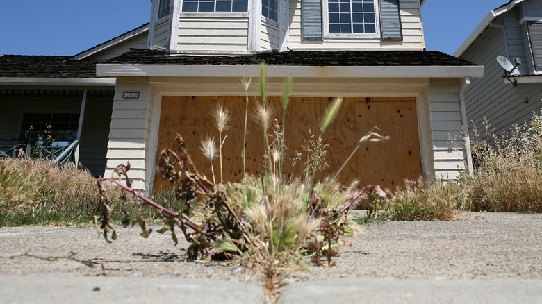 weeds on driveway