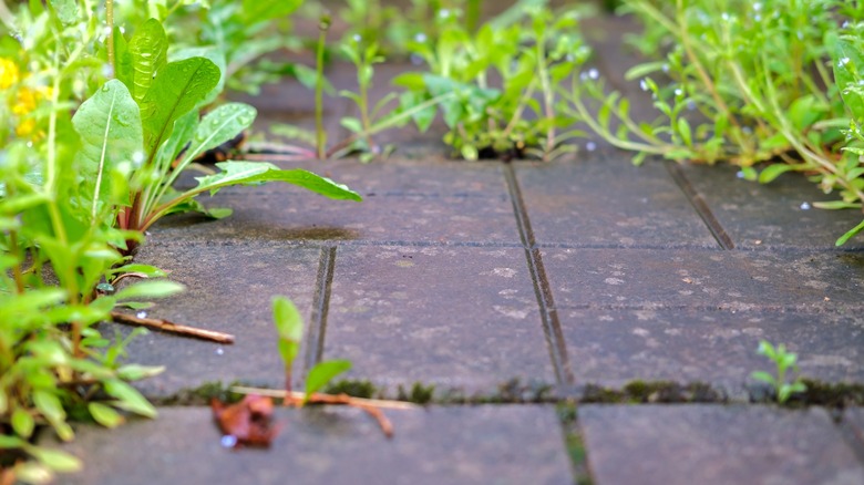 weeds growing out of cracks