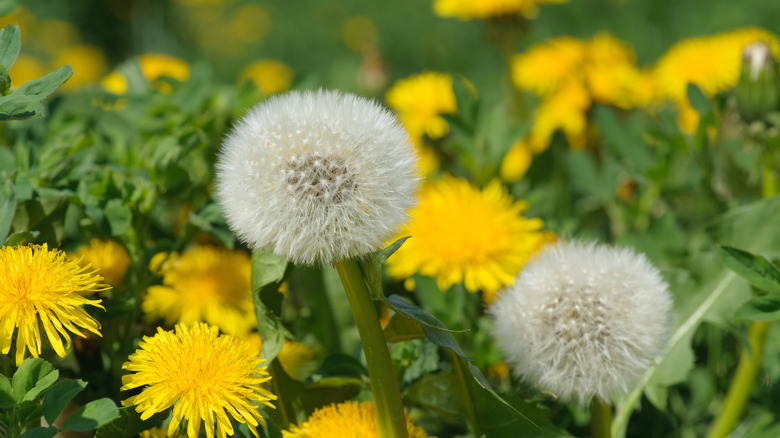 lawn full of dandelions