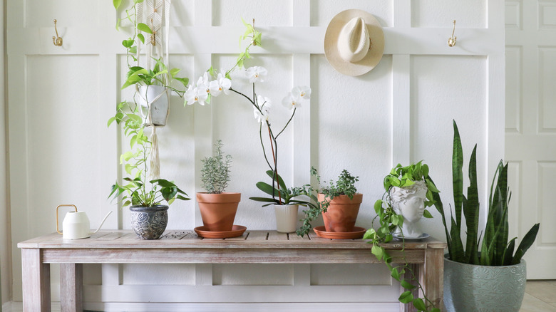 This is a home's entryway with a wood bench, lots of plants, and with white board and batten walls