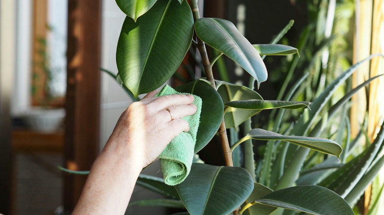 woman wiping rubber tree leaf