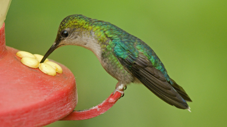 Hummingbird at nectar feeder