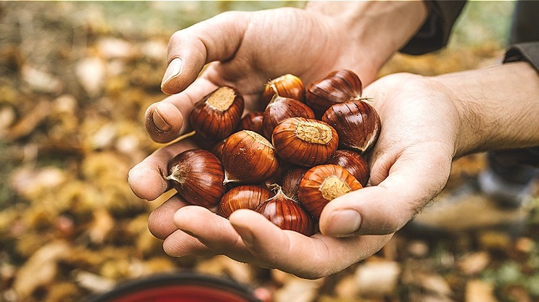 Hands holding chestnuts