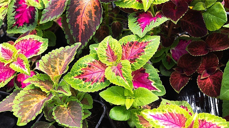 Coleus plants in containers