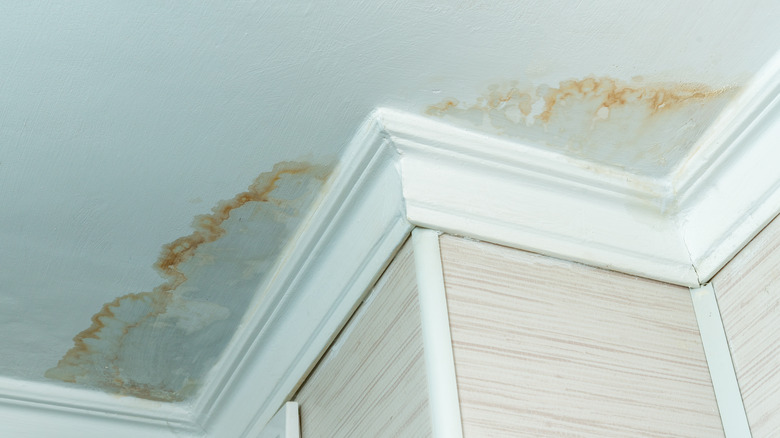 moldy ceiling leak above white trim