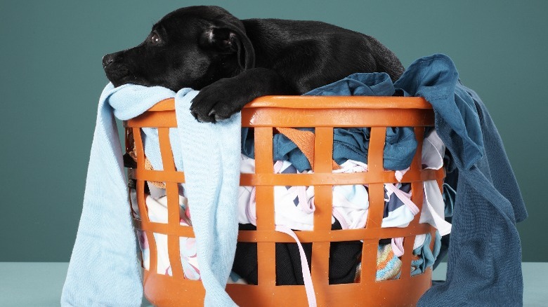 Overflowing laundry basket with dog on top