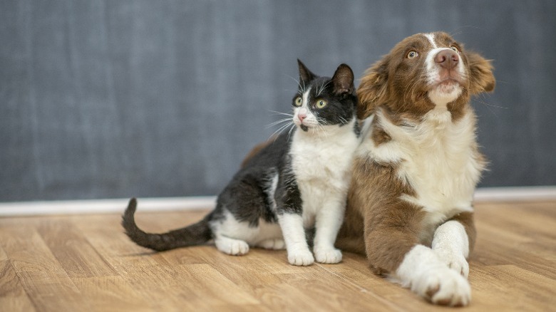 Cat and dog on wood floor