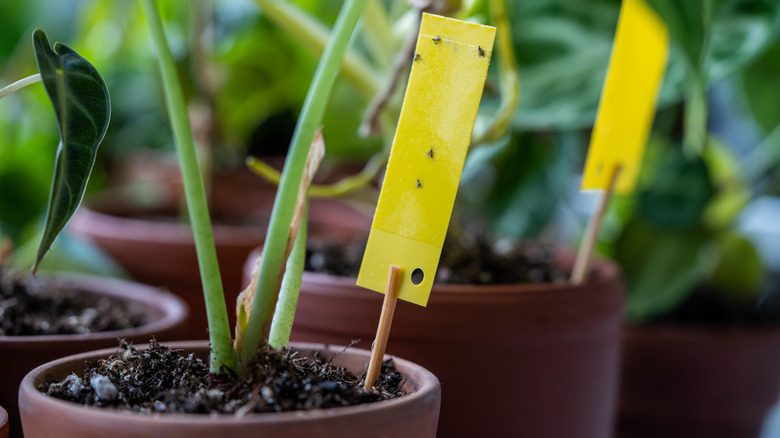 Yellow sticky gnat traps stuck in potted plants