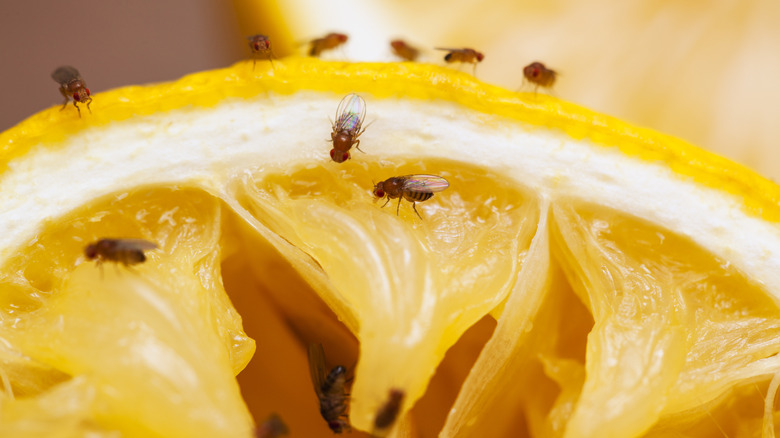 Fruit flies on citrus slice