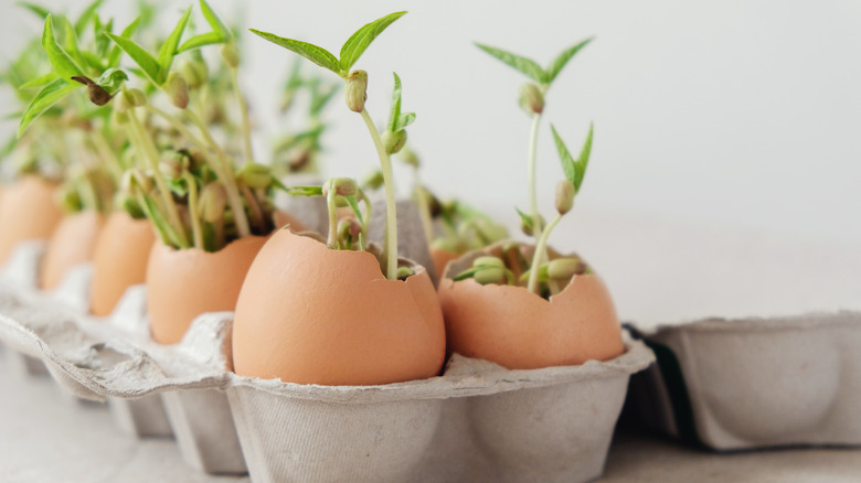 Egg carton full of seedlings growing in eggshells