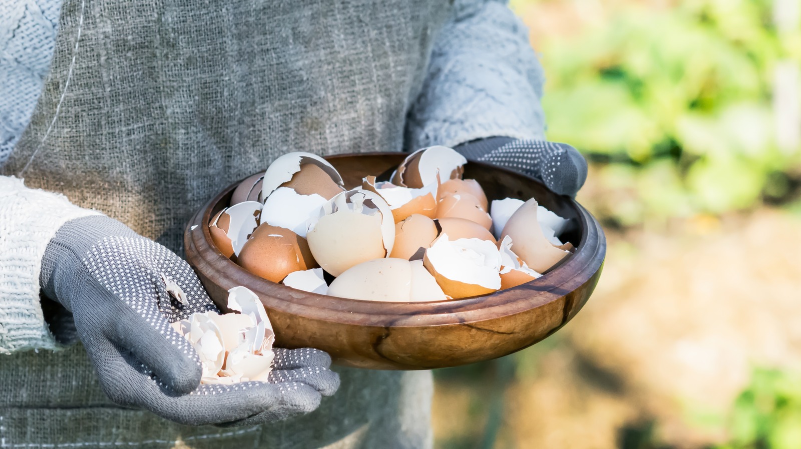 Unexpected Uses For Eggshells Around Your Home And Garden