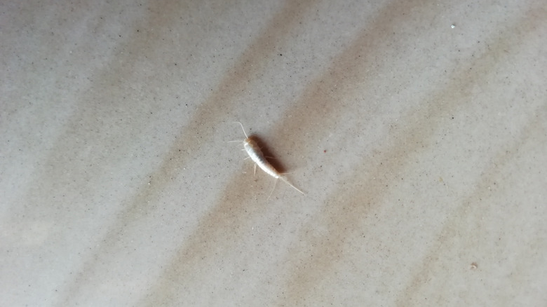 live silverfish on hard floor