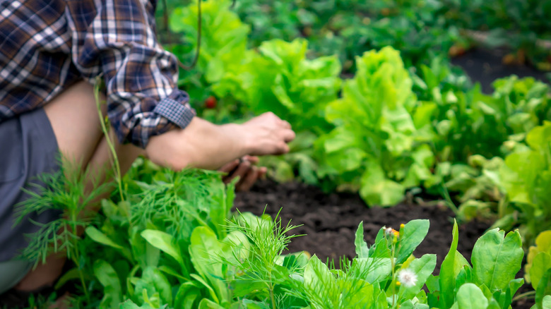 young person tending green vegetable garden