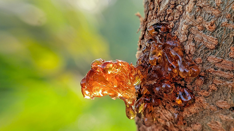 Pine tree trunk with amber-colored sap