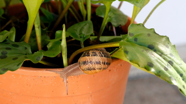 snail on edge of healthy houseplant's pot