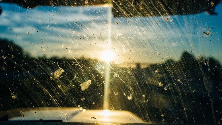 smashed bugs on a windshield