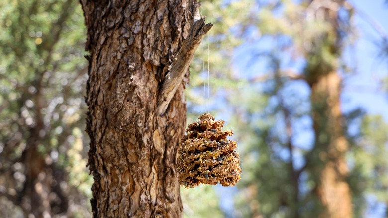 peanut butter bird feeder