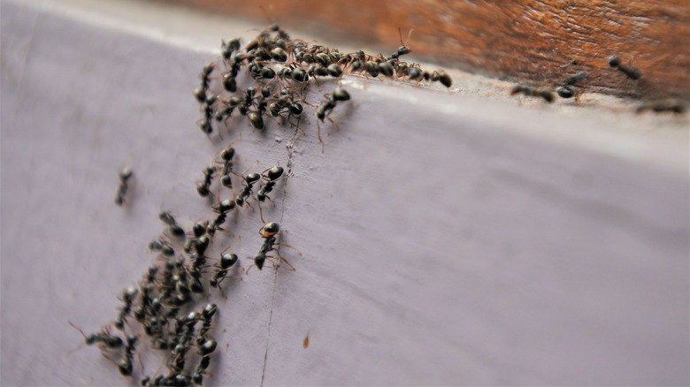 colony of ants