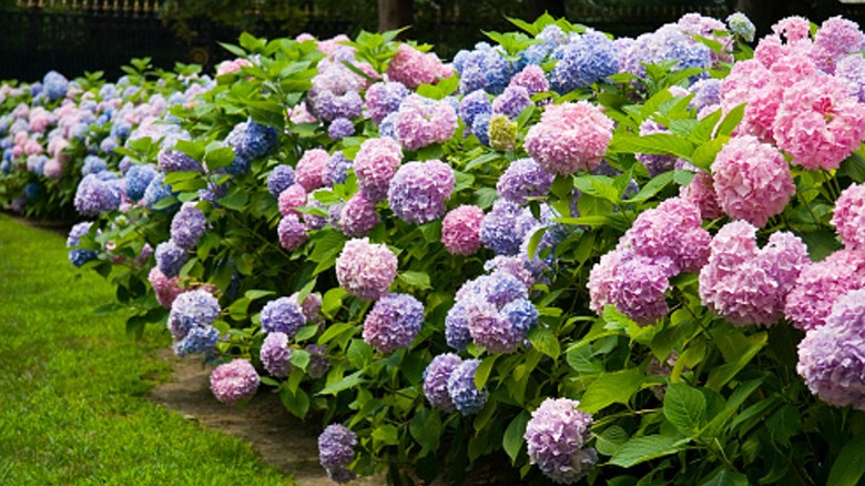 Row of hydrangea bushes