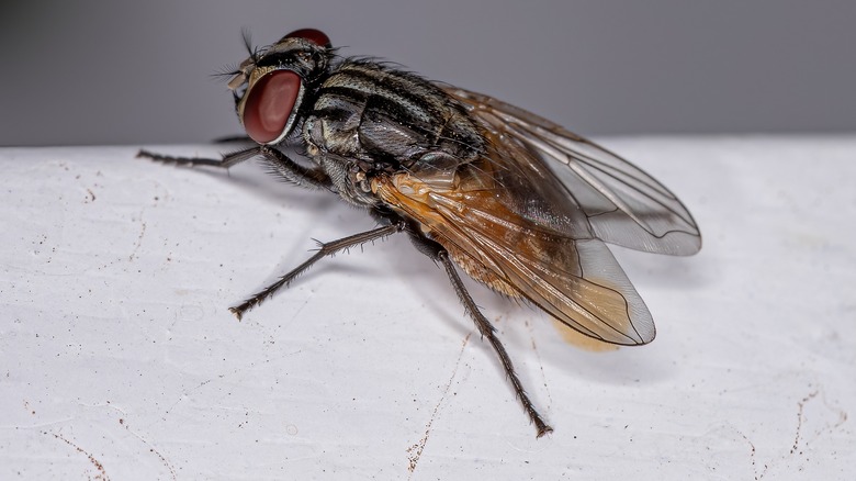 Fly on a white background