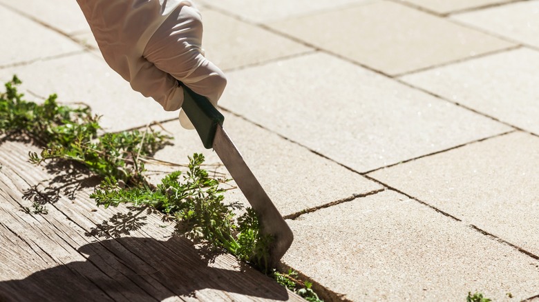 Weeds being removed by hand