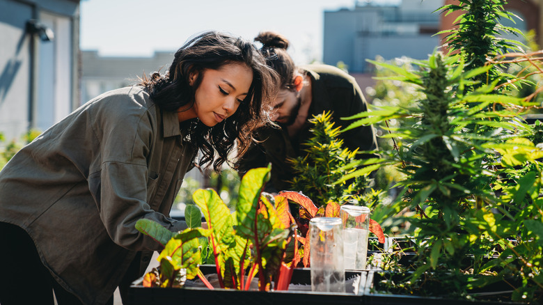 Woman caring for patio plants