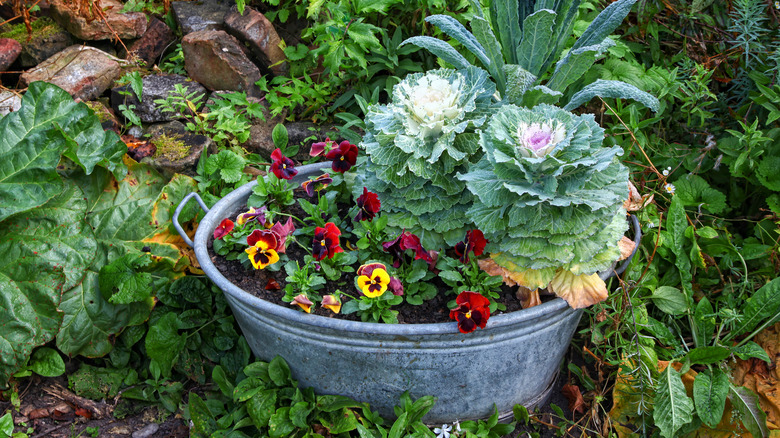 Plants in an aluminum pot
