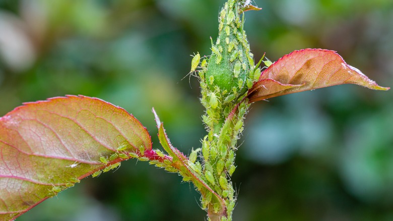 Aphids on a rose