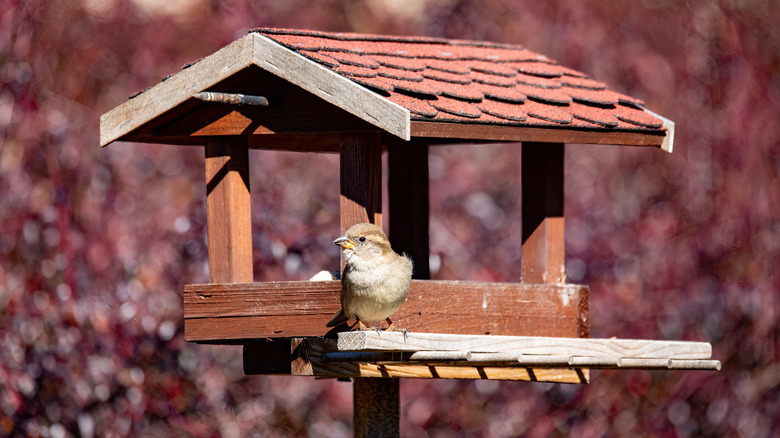 Covered wooden bird feeder