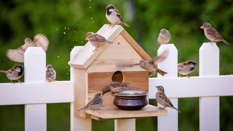 bird feeder nailed to a fence post